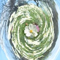 コスモス,白い花,青空,iPhone撮影,馬見丘陵公園の画像
