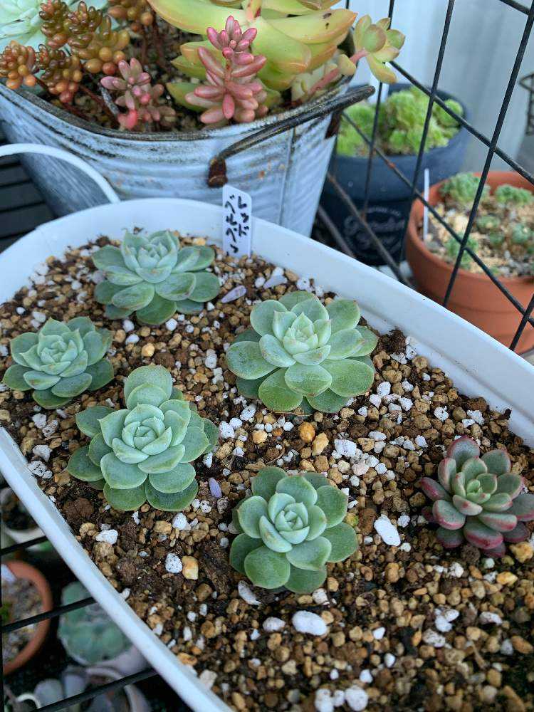 🍃レッドベルベット🍃成長の記録🌱｜🍀GreenSnap（グリーンスナップ）