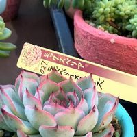 エケベリアの育て方 植え替えや水やりの時期は 増やし方は Greensnap グリーンスナップ エケベリアの育て方 植え替えや水やりの時期は 増やし方は Greensnap グリーンスナップ