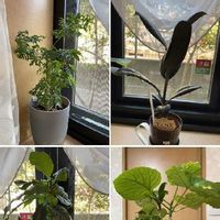 フィカス ウンベラータの育て方 植え替え時期 水やり頻度は 肥料は必要 Greensnap グリーンスナップ