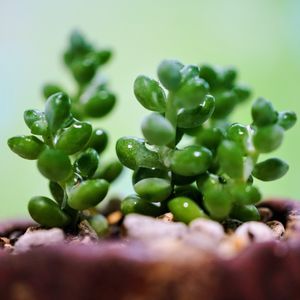 多肉植物,ベランダガーデン,多肉大好き,多肉初心者,マクロ撮影の画像