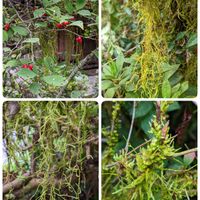 ウメモドキ,黒羽 雲巌寺,イトゴケ,コケ植物,在来種の画像