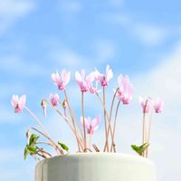シクラメン,原種シクラメン,原種シクラメン,原種シクラメン ヘデリフォリウム,ピンクのお花の画像