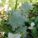 シルバーマウンドの一覧 Greensnap グリーンスナップ