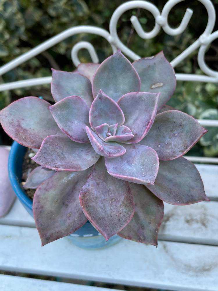 我が家のグラプト系多肉｜🍀GreenSnap（グリーンスナップ）