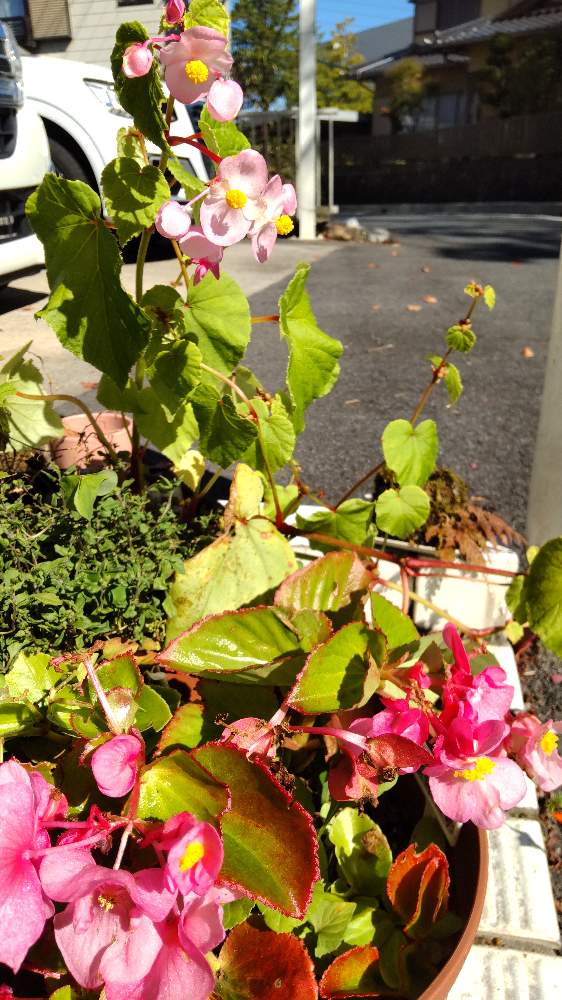 シュウカイドウ 秋海棠 の投稿画像 By あななさん ベゴニアと玄関とベゴニア と気温下がると寒い朝と秋の花と色づく秋とシュウカイドウ 秋海棠 とベゴニア と気温下がると寒い朝と秋の花と色づく秋とシュウカイドウ 秋海棠 22月10月日 Greensnap グリーン