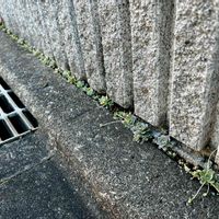 子持ち蓮華,子持ち蓮華,コモチレンゲ,多肉植物,#子持ち蓮華 の画像