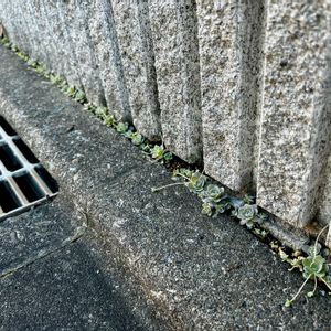 子持ち蓮華,子持ち蓮華,コモチレンゲ,多肉植物,#子持ち蓮華 の画像