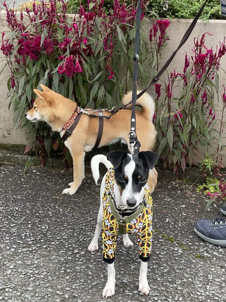 ケイトウ 鶏頭 の投稿画像 By 令月さん ケイトウと放置栽培と神奈川県と小さな庭と花期長いと放置栽培と神奈川県と花期長い 22月10月日 Greensnap グリーンスナップ Greensnap グリーンスナップ