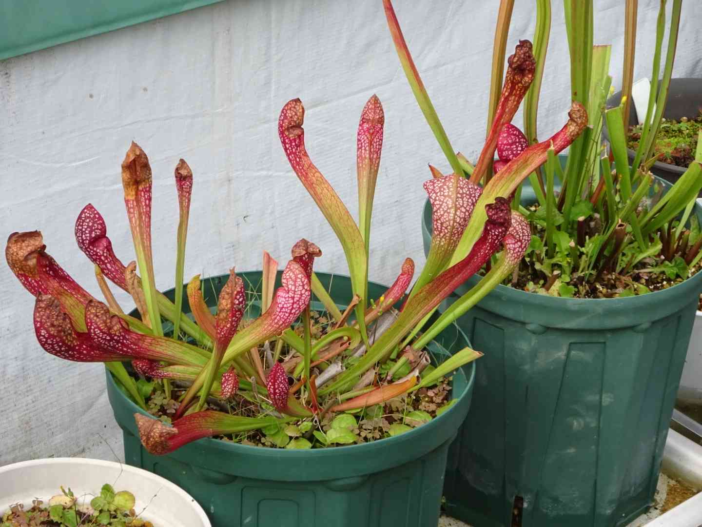 サラセニア 飛鳥シリーズの一覧｜🍀GreenSnap（グリーンスナップ）