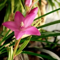 クロウエア サザンクロス,サザンクロス,植物のある暮らし,チャコボール,ピンクの花の画像