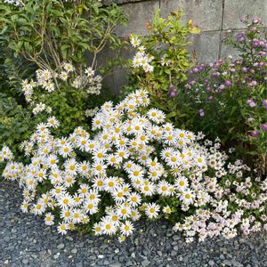 花のある暮らし,自家栽培植物,おうち園芸,小浜菊咲いた,壁/天井の画像