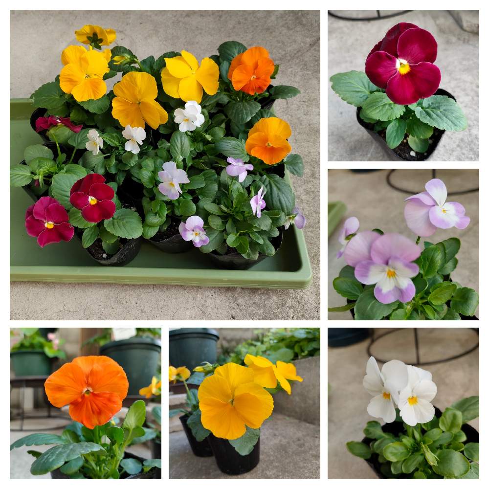 パンジー ビオラの投稿画像 By なこ さん オレンジ色の花と薄紫色の花と赤い花 とおうち園芸と黄色の花と白い 花 と小さな庭とオレンジ色の花と薄紫色の花と赤い花 とおうち園芸と黄色の花と白い花 22月10月21日 Greensnap グリーンスナップ