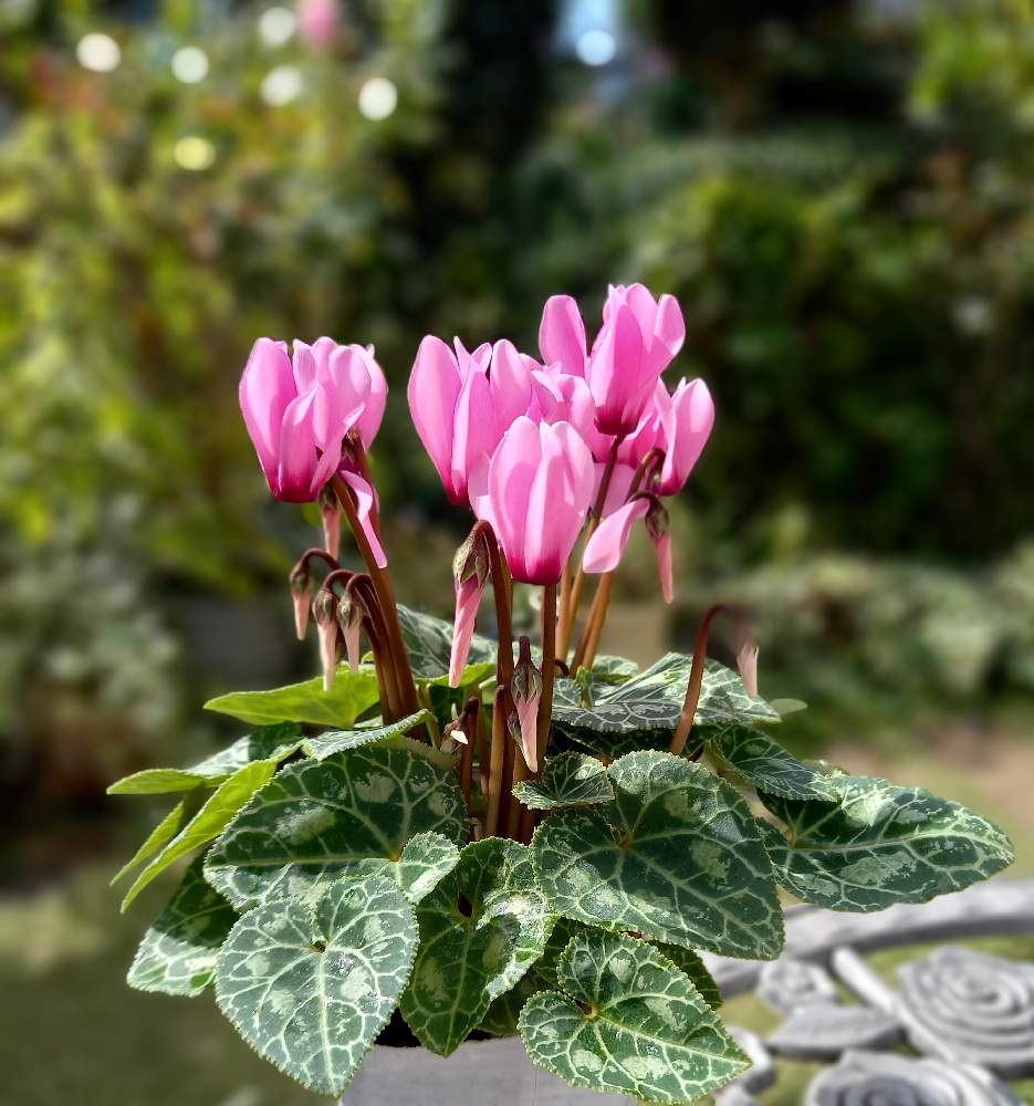 ガーデンシクラメンの投稿画像 By Keicyannさん 小さな庭とかわいい といやされる とピンク色の花と花のある暮らしと花が好きと自然が好きとかわいい といやされる とピンク色の花と花のある暮らしと花が好きと自然が好き 22月10月21日 Greensnap グリーン