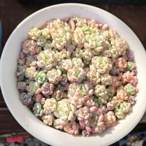 ペレスデラロサエ,多肉植物,多肉大好き,多肉ちゃん,成長記録の画像