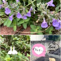 チェリーセージ,キャットミント,ネコ好き,ちっちゃいものクラブ,ニャンニャン祭りの画像