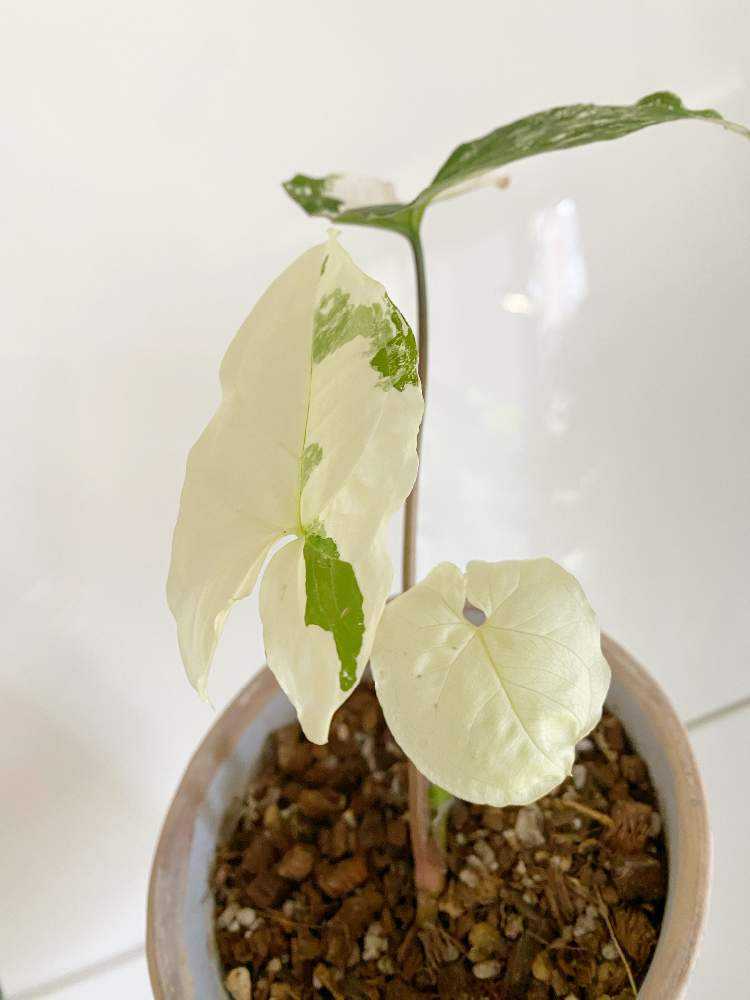 シンゴニウムフレンチマーブル 水挿し初挑戦｜🍀GreenSnap（グリーン