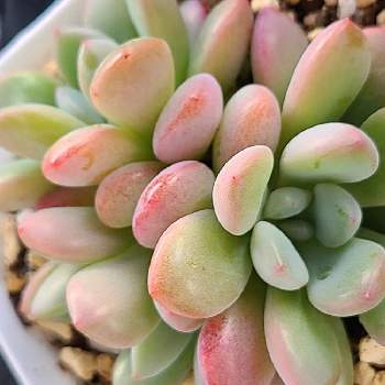 エケベリア エッグタルトの投稿画像 By Kittyさん 多肉中毒と多肉病と綺麗な多肉とおうち園芸とエケベリア属と多肉女子と可愛いと多肉生活と花の ある暮らしと多肉植物の紅葉と葉挿しと多肉大好き と多肉中毒と多肉病と綺麗な多肉とおうち園芸とエケベリア属と多肉女子