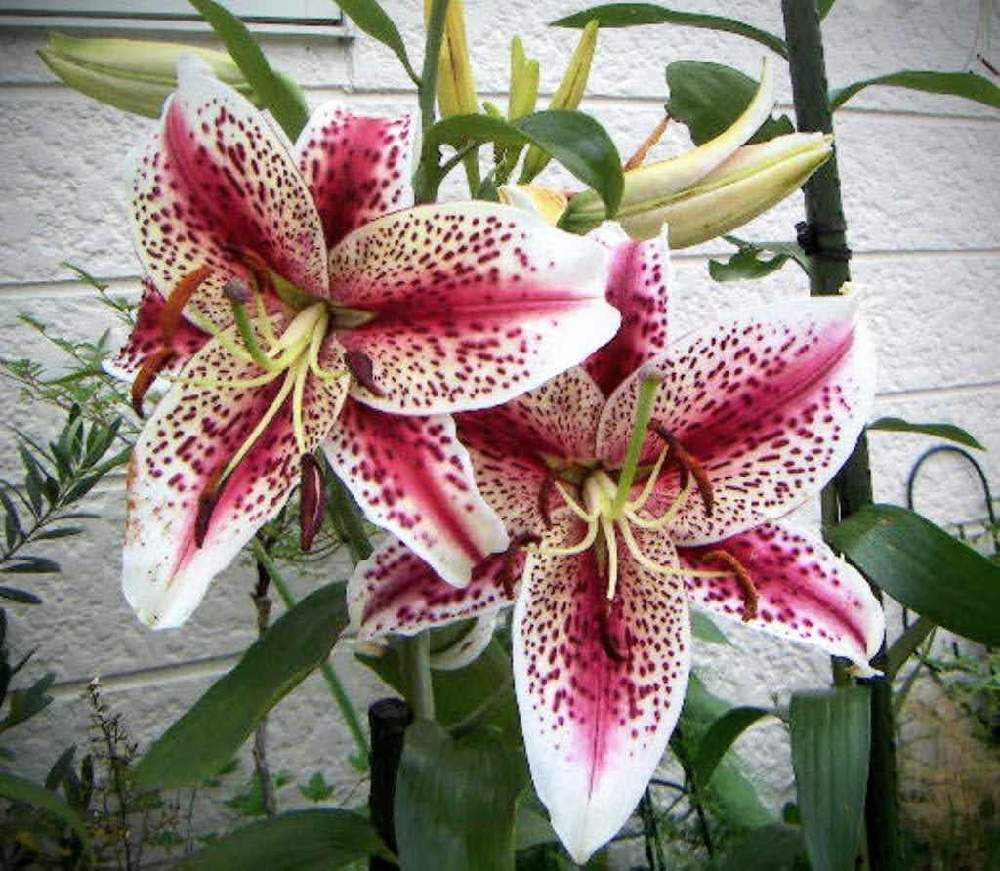 要問い合せ♥️気品あるホワイトローズ♥️薔薇 バラ シャンデリア 