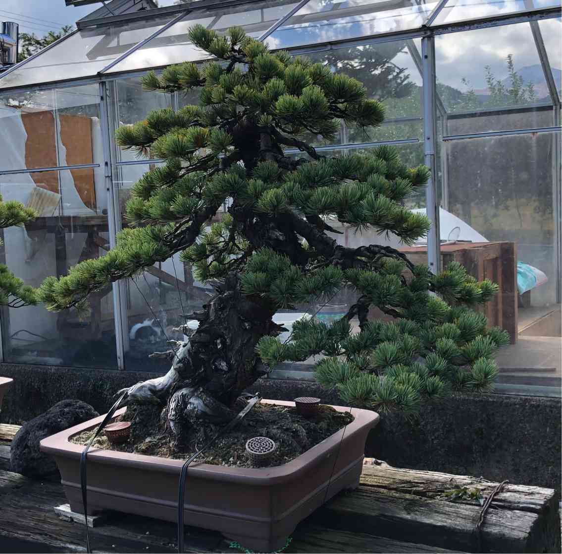 半世紀前の五葉松盆栽の産地を訪ねて｜🍀GreenSnap（グリーン
