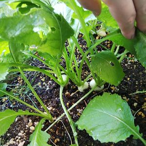 小かぶ,家庭菜園初心者,親子で菜園,小さな庭の画像