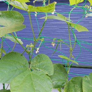 つるありいんげん,家庭菜園初心者,親子で菜園,小さな庭の画像