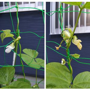 つるありいんげん,家庭菜園初心者,親子で菜園,小さな庭の画像