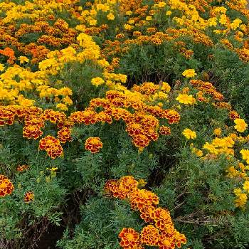 Wykmhjhzf W4um Wykmhjhzf W4um