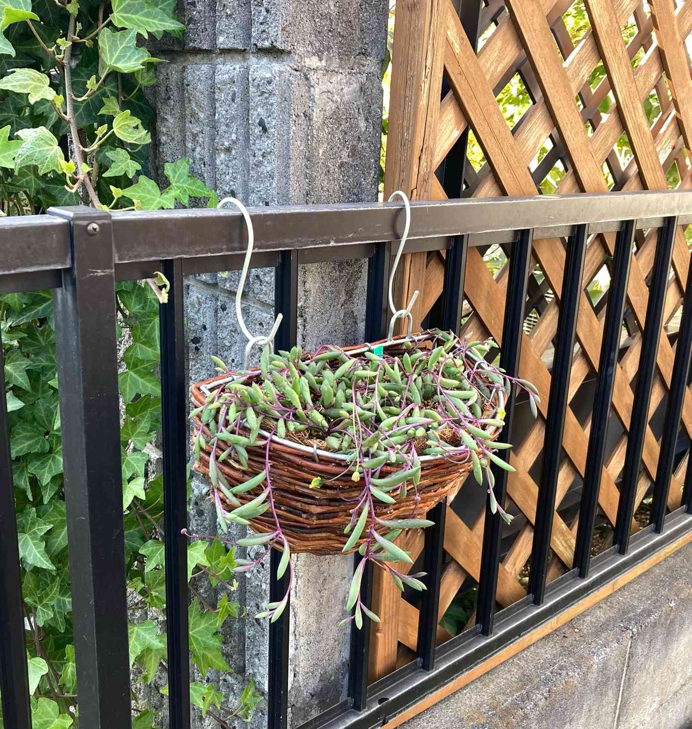 ルビーネックレスの投稿画像 by はなずきんさん｜多肉植物とハンギング