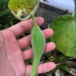 イビセラ ルテアの一覧 Greensnap グリーンスナップ