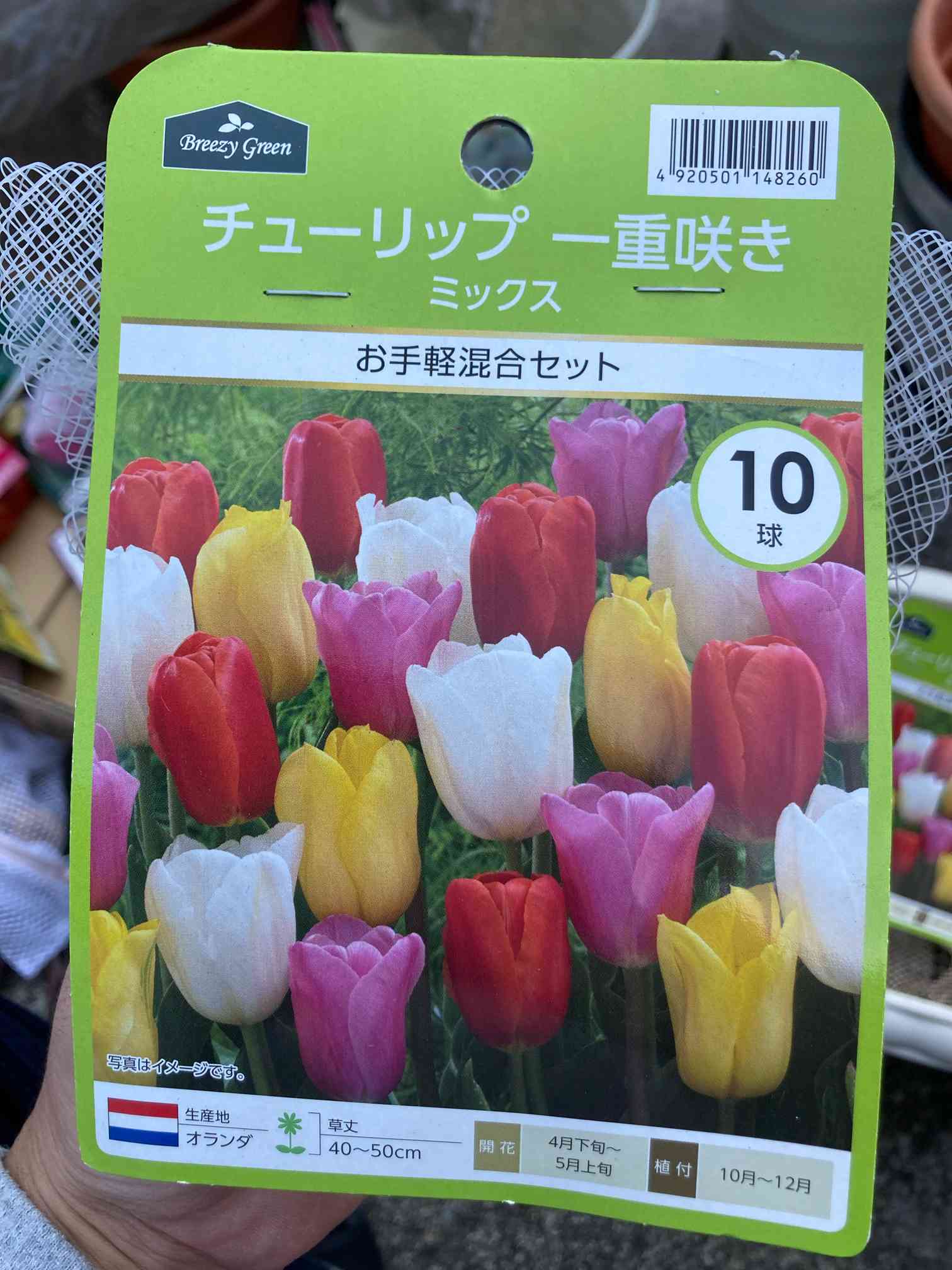 2022秋〜2023春 チューリップ球根の育成｜🍀GreenSnap（グリーンスナップ）