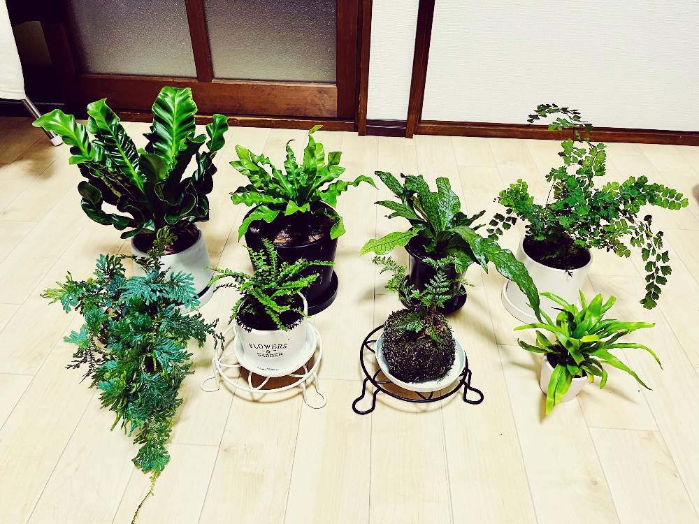 レインボーファンの投稿画像 By Phantomさん ネフロレピス ツデーとアスプレニウム コブラとネフロレピス属とアスプレニウ エメラルドウェーブとチャセンシダ科アスプレニウム属とトキワシノブ とタバリア ラビットフットとアスプレニウム クロコダイルファーンと