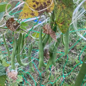 インゲン豆,家庭菜園初心者,自然農,インゲン収穫,家庭菜園の画像