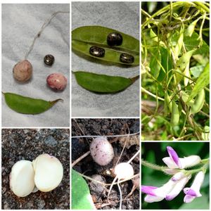 ヤブマメ,ヤブマメの実,ヤブマメ(開放花),ヤブマメ(閉鎖花からの豆果),つる性植物の画像
