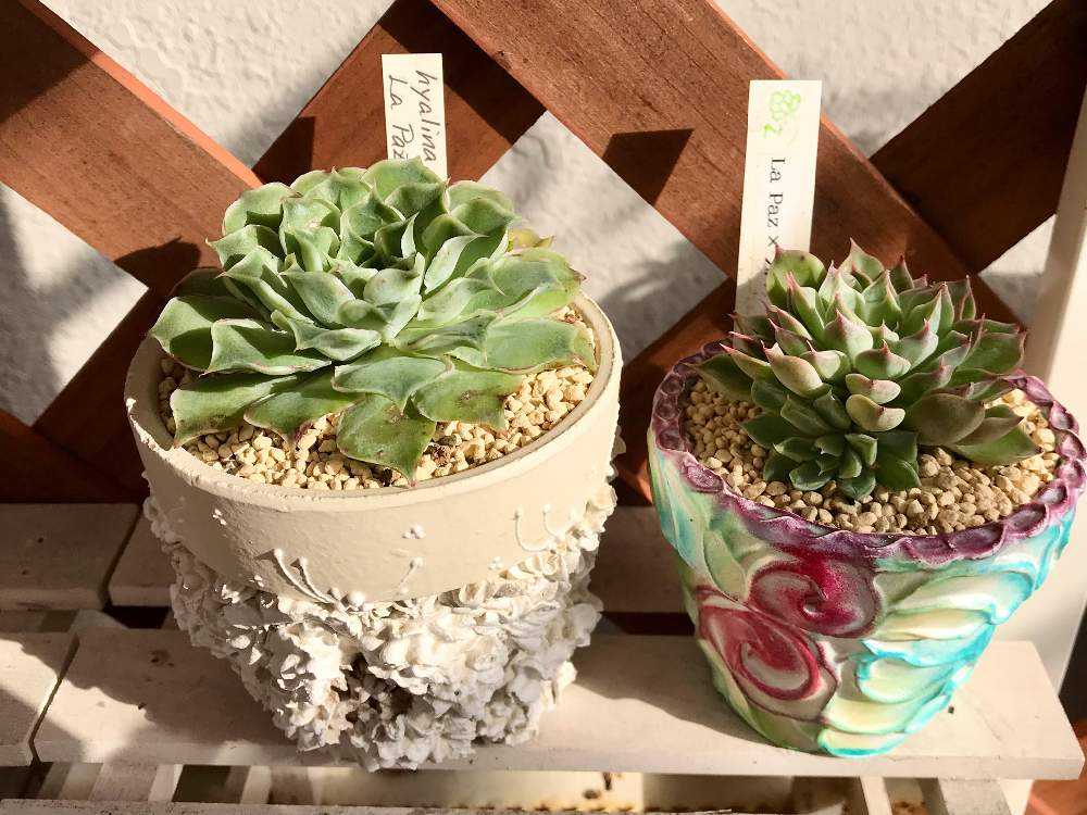 ヒアリナ・ラパス 成長記録｜🍀GreenSnap（グリーンスナップ）