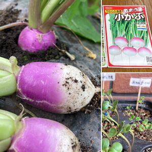 あまうま小かぶ　あやめ雪,種から,花のある暮らし,冬野菜,おやさいの画像