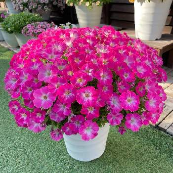 サフィニアブーケの育て方 Greensnap グリーンスナップ