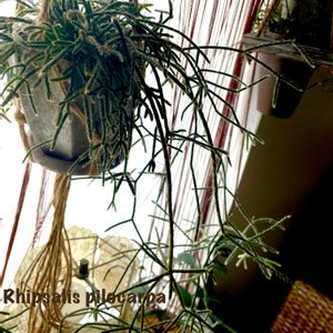 リプサリス ピロカルパ,多肉植物,観葉植物,可愛い,癒しの画像