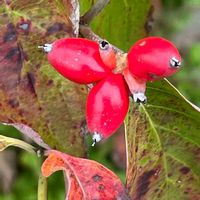 ハナミズキ,花壇,ガーデニング,庭木,山野草の画像