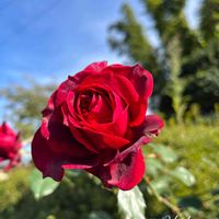 Noriko Rose,Noriko Rose,鉢植え,薔薇♪,花のある暮らしの画像