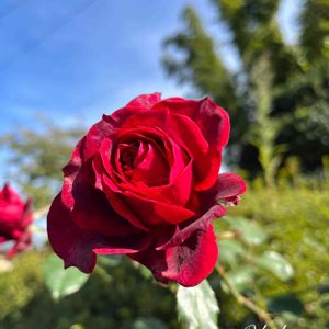 Noriko Rose,Noriko Rose,鉢植え,薔薇♪,花のある暮らしの画像