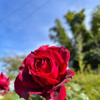 和風庭園,花のある暮らし,和風の庭,花のある生活,ツバキの花の画像