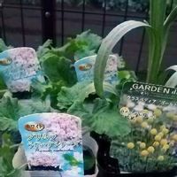 クラスペディアの育て方 種まきの時期や水やり頻度は Greensnap グリーンスナップ クラスペディアの育て方 種まきの時期や水やり頻度は Greensnap グリーンスナップ