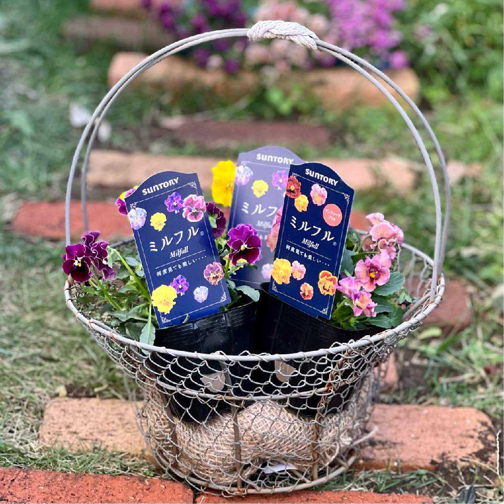 ミルフルモニター2022｜🍀GreenSnap（グリーンスナップ）