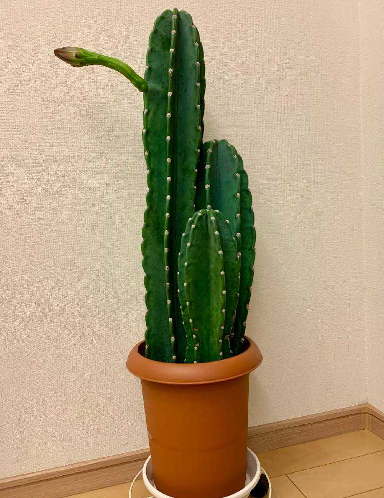 🌵柱サボテンの花🌵｜🍀GreenSnap（グリーンスナップ）