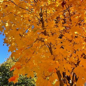 サトウカエデ,秋の気配,紅葉（こうよう）,ワンコの散歩,撮れたてホヤホヤの画像