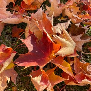 サトウカエデ,秋の気配,紅葉（こうよう）,落葉,可愛すぎての画像