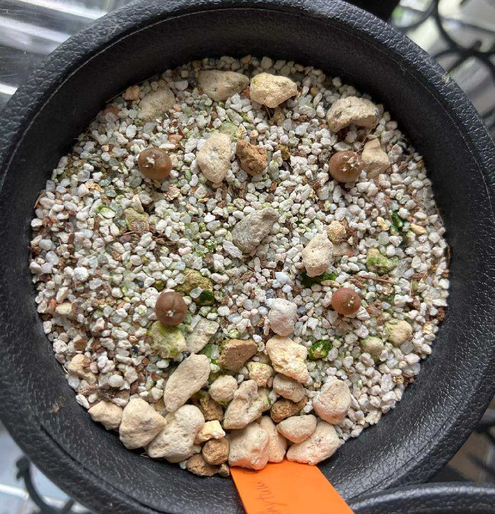 アストロフィツムの実生｜🍀GreenSnap（グリーンスナップ）