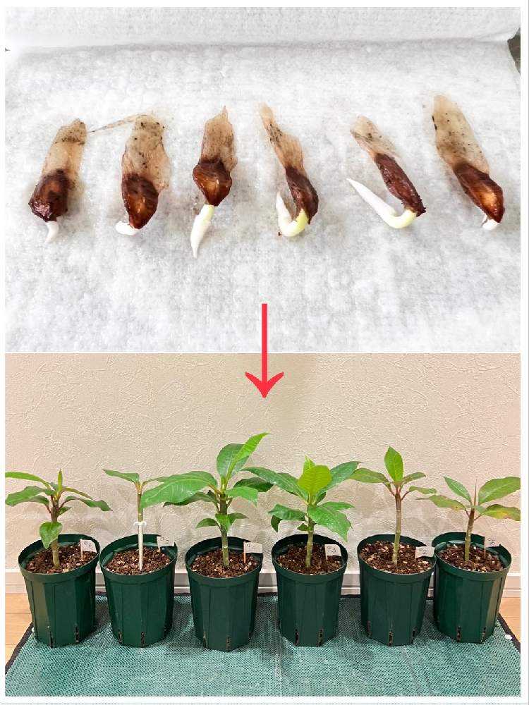 タネから育てるプルメリア🌺｜🍀GreenSnap（グリーンスナップ）