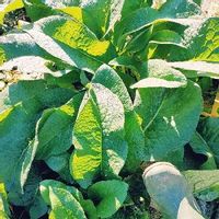 コンフリー ヒレハリソウ とは 育て方は 食用では販売禁止なの Greensnap グリーンスナップ